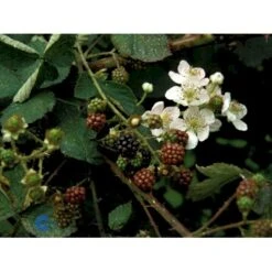 Tornfri Brombær 'Black Satin' Rubus Fruticosus 'Black Satin' Opbundet Til Ca. 40 Cm., Med Potte -Sirius Butik fi497 rubus fruticosus black satin 7c9b