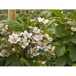 Tornfri Brombær 'Black Satin' Rubus Fruticosus 'Black Satin' Opbundet Til Ca. 40 Cm., Med Potte -Sirius Butik fi497 rubus fruticosus black satin e3e8