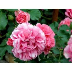 'Rosarium Uetersen'® Rosa X 'Rosarium Uetersen'® (Slyngrose) A-Kvalitet,- Barrods Roser Min. 3 Grene -Sirius Butik fi4983 rosa rosarium uetersen 18e0