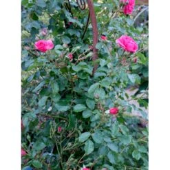 'Rosarium Uetersen'® Rosa X 'Rosarium Uetersen'® (Slyngrose) A-Kvalitet,- Barrods Roser Min. 3 Grene -Sirius Butik fi4983 rosa rosarium uetersen 631a
