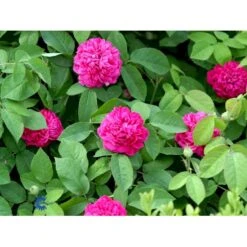 'Rose De Rescht' Rosa Bifera 'Rose De Rescht' (Damascenerrose) A-Kvalitet,- Barrods Roser Min. 3 Grene -Sirius Butik fi4985 rosa rose de rescht 02e1