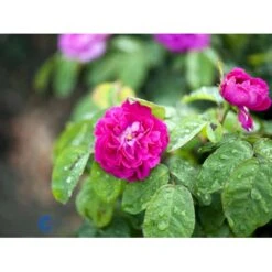 'Rose De Rescht' Rosa Bifera 'Rose De Rescht' (Damascenerrose) A-Kvalitet,- Barrods Roser Min. 3 Grene -Sirius Butik fi4985 rosa rose de rescht 8a39