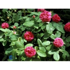 'Rose De Rescht' Rosa Bifera 'Rose De Rescht' (Damascenerrose) A-Kvalitet,- Barrods Roser Min. 3 Grene -Sirius Butik fi4985 rosa rose de rescht 9b99