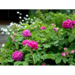 'Rose De Rescht' Rosa Bifera 'Rose De Rescht' (Damascenerrose) A-Kvalitet,- Barrods Roser Min. 3 Grene -Sirius Butik fi4985 rosa rose de rescht cb8c
