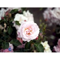 'Rosenborg'™ Rosa X 'Rosenborg'™ (Slotsrose) A-Kvalitet,- Barrods Roser Min. 3 Grene -Sirius Butik fi4996 rosa rosenborg poulasor n 575c