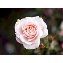 'Rosenborg'™ Rosa X 'Rosenborg'™ (Slotsrose) A-Kvalitet,- Barrods Roser Min. 3 Grene -Sirius Butik fi4996 rosa rosenborg poulasor n 9a59