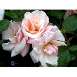 'Rosenborg'™ Rosa X 'Rosenborg'™ (Slotsrose) A-Kvalitet,- Barrods Roser Min. 3 Grene -Sirius Butik fi4996 rosa rosenborg poulasor n c3f5