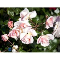 'Rosendal'™ Rosa X 'Rosendal'™ (Buketrose) A-Kvalitet,- Barrods Roser Min. 3 Grene 13 'Rosendal'™ Rosa X 'Rosendal'™ (Buketrose) A-Kvalitet,- Barrods Roser Min. 3 Grene -Sirius Butik fi4997 rosa rosendal r pouldahle n e51f