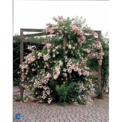 'Rosenholm'™ Rosa X 'Rosenholm'™ (Slyngrose) A-Kvalitet,- Barrods Roser Min. 3 Grene -Sirius Butik fi4998 rosa rosenholm poulover n b20a