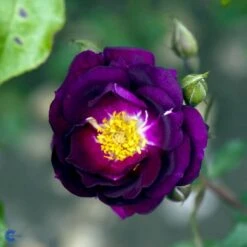 'Royal Celebration' Rosa X 'Royal Celebration' (Buketrose) A-Kvalitet,- Barrods Roser Min. 3 Grene -Sirius Butik fi5011 rosa royal celebration c7dd