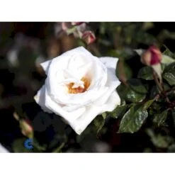 'Royal Copenhagen'™ Rosa X 'Royal Copenhagen'™ (Storblomstrende) A-Kvalitet,- Barrods Roser Min. 3 Grene -Sirius Butik fi5012 rosa royal copenhagen poulht001 n 9790