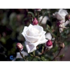 'Royal Copenhagen'™ Rosa X 'Royal Copenhagen'™ (Storblomstrende) A-Kvalitet,- Barrods Roser Min. 3 Grene -Sirius Butik fi5012 rosa royal copenhagen poulht001 n c60e
