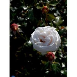 'Royal Copenhagen'™ Rosa X 'Royal Copenhagen'™ (Storblomstrende) A-Kvalitet,- Barrods Roser Min. 3 Grene -Sirius Butik fi5012 rosa royal copenhagen poulht001 n d76e