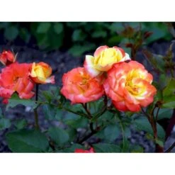 'Rumba' Rosa X 'Rumba' (Buketrose) A-Kvalitet,- Barrods Roser Min. 3 Grene -Sirius Butik fi5026 rosa rumba b775