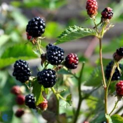 Tornfri Brombær 'Navaho'® Rubus Fruticosus 'Navaho'® Potte 3,0 Liter,- Opbundet 7 Tornfri Brombær 'Navaho'® Rubus Fruticosus 'Navaho'® Potte 3,0 Liter,- Opbundet -Sirius Butik fi502 rubus fruticosus navaho 1dc7