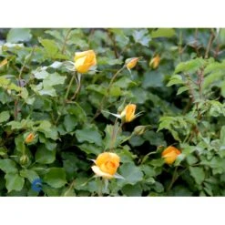 'Sahara'® Rosa X 'Sahara'® A-Kvalitet,- Barrods Roser Min. 3 Grene -Sirius Butik fi5032 rosa sahara 717a