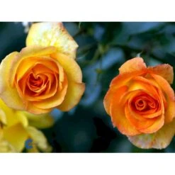 'Sahara'® Rosa X 'Sahara'® A-Kvalitet,- Barrods Roser Min. 3 Grene -Sirius Butik fi5032 rosa sahara 744d