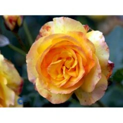 'Sahara'® Rosa X 'Sahara'® A-Kvalitet,- Barrods Roser Min. 3 Grene -Sirius Butik fi5032 rosa sahara b8e4