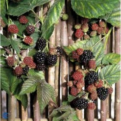 Tornfri Brombær 'Thornfree' Rubus Fruticosus 'Thornfree' Potte 2,0 Liter,- Opbundet -Sirius Butik fi503 rubus fruticosus thornfree 02cf