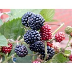 Tornfri Brombær 'Thornfree' Rubus Fruticosus 'Thornfree' Potte 2,0 Liter,- Opbundet -Sirius Butik fi503 rubus fruticosus thornfree 09a7