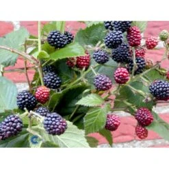 Tornfri Brombær 'Thornfree' Rubus Fruticosus 'Thornfree' Potte 2,0 Liter,- Opbundet -Sirius Butik fi503 rubus fruticosus thornfree 1d58