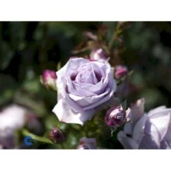 'Sandra™ Renaissance'® Rosa X 'Sandra™ Renaissance'® (Renaissancerose) A-Kvalitet,- Barrods Roser Min. 3 Grene -Sirius Butik fi5043 rosa sandra poulen005 n 71f3