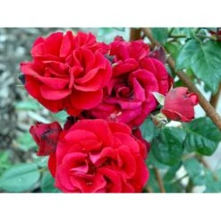 'Santana'® Rosa X 'Santana'® (Slyngrose) A-Kvalitet,- Barrods Roser Min. 3 Grene -Sirius Butik fi5045 rosa santana 60ec