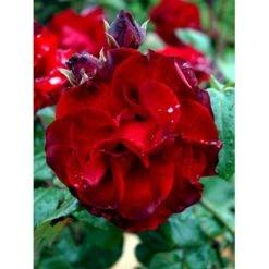 'Santana'® Rosa X 'Santana'® (Slyngrose) A-Kvalitet,- Barrods Roser Min. 3 Grene -Sirius Butik fi5045 rosa santana d9cb