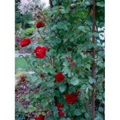 'Santana'® Rosa X 'Santana'® (Slyngrose) A-Kvalitet,- Barrods Roser Min. 3 Grene -Sirius Butik fi5045 rosa santana e854