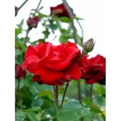 'Santana'® Rosa X 'Santana'® (Slyngrose) A-Kvalitet,- Barrods Roser Min. 3 Grene -Sirius Butik fi5045 rosa santana ff7c