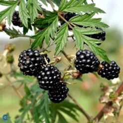 Brombær 'Thornless Evergreen' Rubus Fruticosus 'Thornless Evergreen' Potte 3,0 Liter,- Opbundet 7 Brombær 'Thornless Evergreen' Rubus Fruticosus 'Thornless Evergreen' Potte 3,0 Liter,- Opbundet -Sirius Butik fi504 rubus fruticosus thornless evergreen f63d