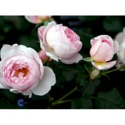 'Scepter'd Isle'™ Rosa X 'Scepter'd Isle'™ (Engelsk Rose) A-Kvalitet,- Barrods Roser Min. 3 Grene 17 'Scepter'd Isle'™ Rosa X 'Scepter'd Isle'™ (Engelsk Rose) A-Kvalitet,- Barrods Roser Min. 3 Grene -Sirius Butik fi5058 rosa scepter d isle ausland 7711