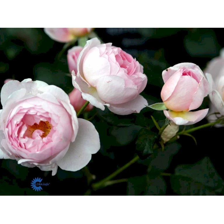 'Scepter'd Isle'™ Rosa X 'Scepter'd Isle'™ (Engelsk Rose) A-Kvalitet,- Barrods Roser Min. 3 Grene 9 'Scepter'd Isle'™ Rosa X 'Scepter'd Isle'™ (Engelsk Rose) A-Kvalitet,- Barrods Roser Min. 3 Grene - Billede 9