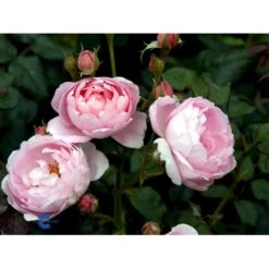 'Scepter'd Isle'™ Rosa X 'Scepter'd Isle'™ (Engelsk Rose) A-Kvalitet,- Barrods Roser Min. 3 Grene 15 'Scepter'd Isle'™ Rosa X 'Scepter'd Isle'™ (Engelsk Rose) A-Kvalitet,- Barrods Roser Min. 3 Grene -Sirius Butik fi5058 rosa scepter d isle ausland 9759