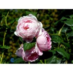 'Scepter'd Isle'™ Rosa X 'Scepter'd Isle'™ (Engelsk Rose) A-Kvalitet,- Barrods Roser Min. 3 Grene 16 'Scepter'd Isle'™ Rosa X 'Scepter'd Isle'™ (Engelsk Rose) A-Kvalitet,- Barrods Roser Min. 3 Grene -Sirius Butik fi5058 rosa scepter d isle ausland a3cc
