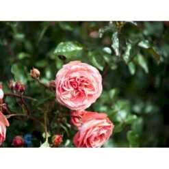 'Schackenborg'™ Rosa X 'Schackenborg'™ (Slotsrose) A-Kvalitet,- Barrods Roser Min. 3 Grene -Sirius Butik fi5059 rosa schackenborg pouldron n 41b7