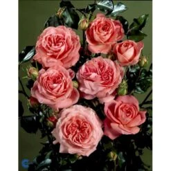 'Schackenborg'™ Rosa X 'Schackenborg'™ (Slotsrose) A-Kvalitet,- Barrods Roser Min. 3 Grene -Sirius Butik fi5059 rosa schackenborg pouldron n bd5d