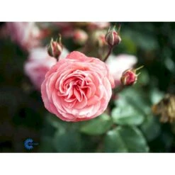 'Schackenborg'™ Rosa X 'Schackenborg'™ (Slotsrose) A-Kvalitet,- Barrods Roser Min. 3 Grene -Sirius Butik fi5059 rosa schackenborg pouldron n e7f0