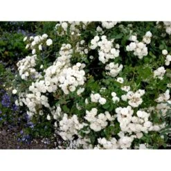 'Schneeflocke' Rosa X 'Schneeflocke' (Buketrose) A-Kvalitet,- Barrods Roser Min. 3 Grene -Sirius Butik fi5064 rosa schneeflocke 0400