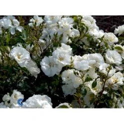 'Schneeflocke' Rosa X 'Schneeflocke' (Buketrose) A-Kvalitet,- Barrods Roser Min. 3 Grene -Sirius Butik fi5064 rosa schneeflocke 572b
