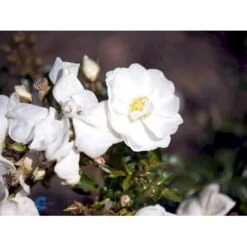 'Schneeflocke' Rosa X 'Schneeflocke' (Buketrose) A-Kvalitet,- Barrods Roser Min. 3 Grene -Sirius Butik fi5064 rosa schneeflocke fa41