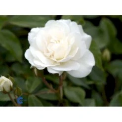 'Schneewittchen'® Rosa X 'Schneewittchen'® (Buketrose) A-Kvalitet,- Barrods Roser Min. 3 Grene -Sirius Butik fi5066 rosa schneewittchen 087a