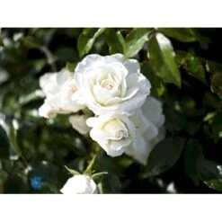 'Schneewittchen'® Rosa X 'Schneewittchen'® (Buketrose) A-Kvalitet,- Barrods Roser Min. 3 Grene -Sirius Butik fi5066 rosa schneewittchen 3fe7