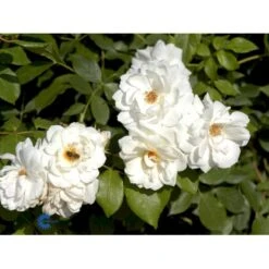 'Schneewittchen'® Rosa X 'Schneewittchen'® (Buketrose) A-Kvalitet,- Barrods Roser Min. 3 Grene -Sirius Butik fi5066 rosa schneewittchen 78c7