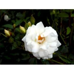 'Schneewittchen'® Rosa X 'Schneewittchen'® (Buketrose) A-Kvalitet,- Barrods Roser Min. 3 Grene -Sirius Butik fi5066 rosa schneewittchen d84d