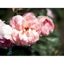 'Sissel™ Renaissance'® Rosa X 'Sissel™ Renaissance'® (Renaissancerose) A-Kvalitet,- Barrods Roser Min. 3 Grene -Sirius Butik fi5094 rosa sissel poulen012 n cd8e