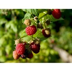 Efterårs Hindbær 'Autumn Bliss'® Rubus Idaeus 'Autumn Bliss'® Barrods,- 8-10 Mm. Rodhals. -Sirius Butik fi509 rubus idaeus autumn bliss 2af4