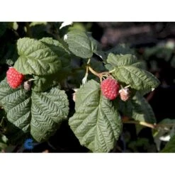 Efterårs Hindbær 'Autumn Bliss'® Rubus Idaeus 'Autumn Bliss'® Barrods,- 8-10 Mm. Rodhals. -Sirius Butik fi509 rubus idaeus autumn bliss 9502