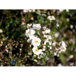 'Snow Cover'® Rosa X 'Snow Cover'® (Bunddækkerose) A-Kvalitet,- Barrods Roser Min. 3 Grene -Sirius Butik fi5101 rosa snow cover poulmulti n cf0c