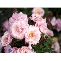 'Sofiero'™ Rosa X 'Sofiero'™ (Slotsrose) A-Kvalitet,- Barrods Roser Min. 3 Grene -Sirius Butik fi5107 rosa sofiero poulsak n 5900